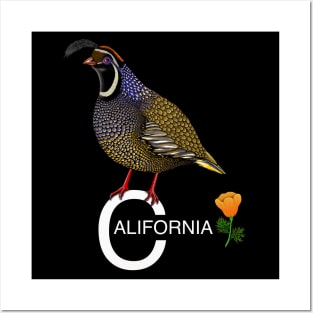 California quail state bird Californian poppy flowers Posters and Art